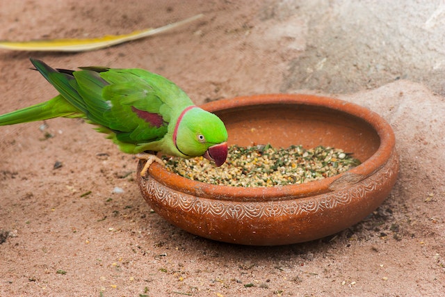 An Alexandrine Parakeet on a Clay Pot with Bird Food