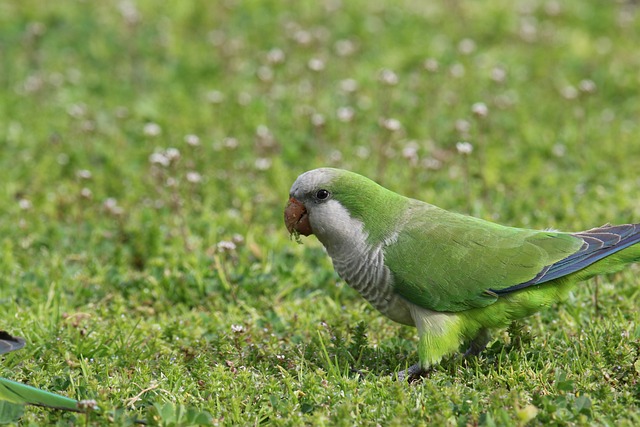 Bird Monk Parakeet Ornithology Species Fauna Avian