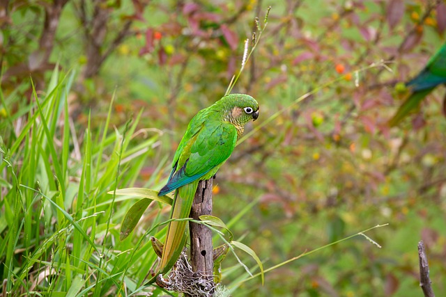 Bird Parakeet Parrot Green Green Parakeet Nature