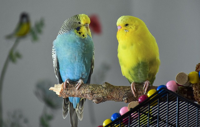 Birds Parakeet Ornithology Species Fauna Bird