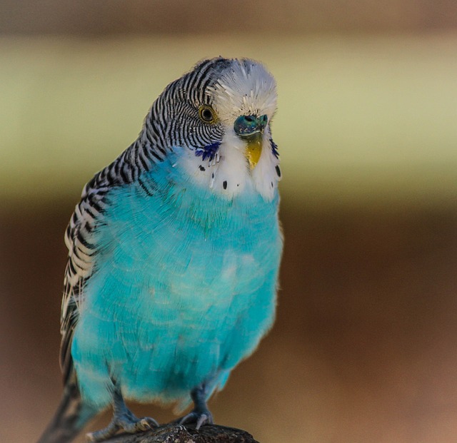 Blue Parakeet Bird Blue Parrot Budgerigar