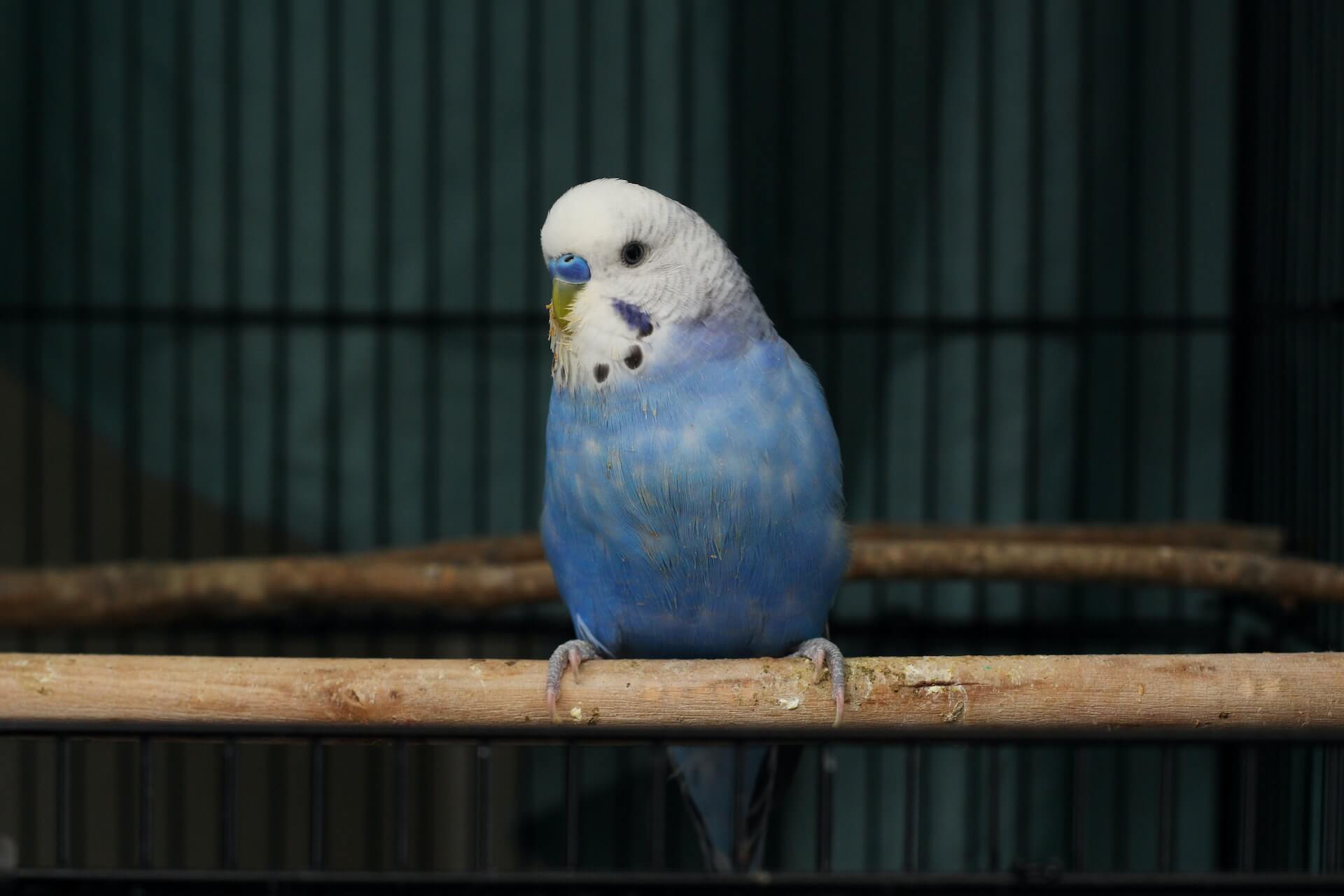 Blue Parakeet Budgie Bird in cage