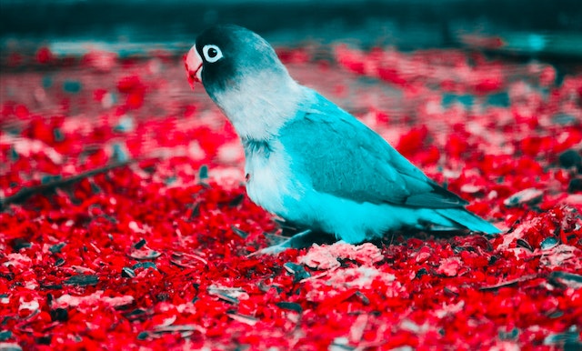 Blue and White Parakeet on Red Flooring