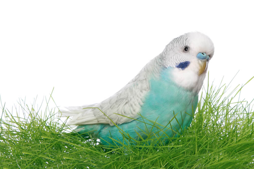Blue budgerigar in green grass