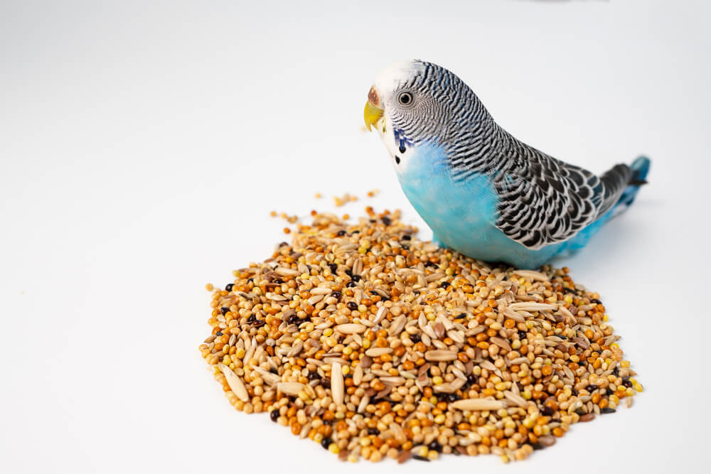 Blue wavy parrot eats bird food on a white background