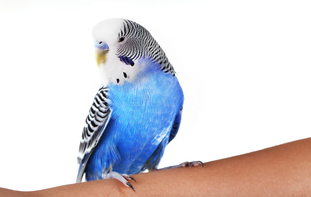Budgerigar on hand isolated on white