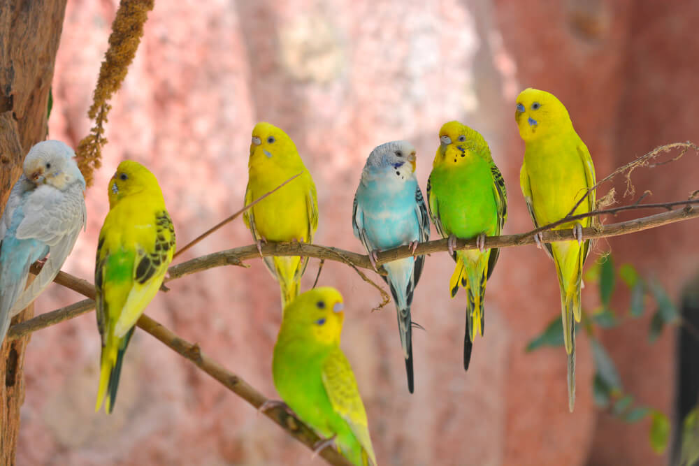Budgerigars australian parakeets.