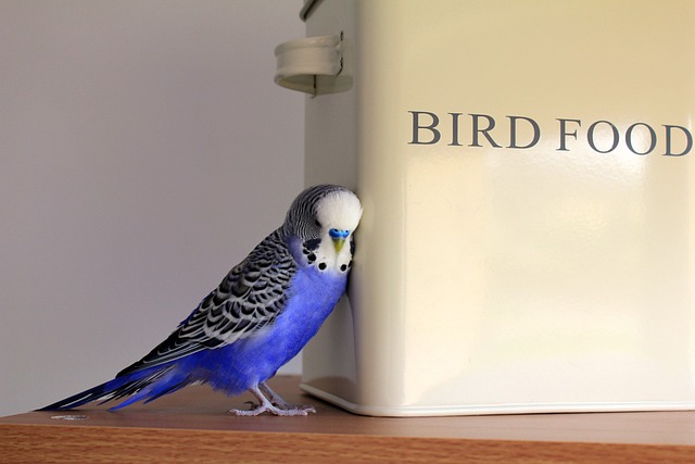 Budgie Blue Bird Budgerigar Pet Plumage Parakeet
