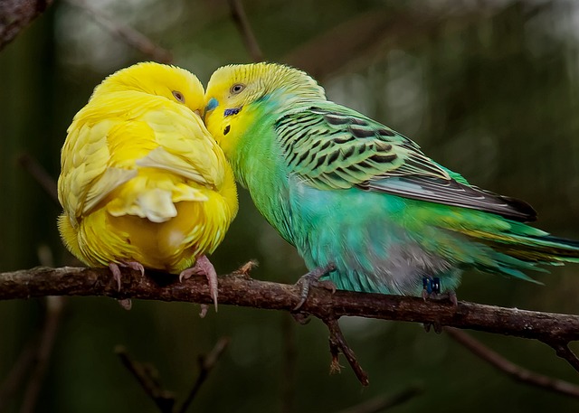Budgie Few Beaks Multicoloured Wildlife Friendship