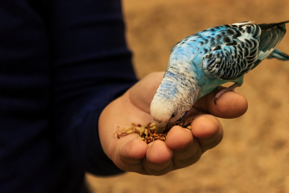 Budgie parrot is sitting on the hand and eating from the palm
