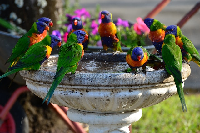 Colorful Birds Perched on the Water Fountain