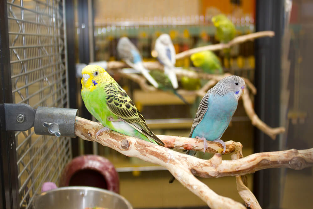Colorful Little Budgies