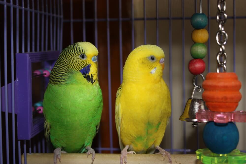 Colorful Parakeets at Rest