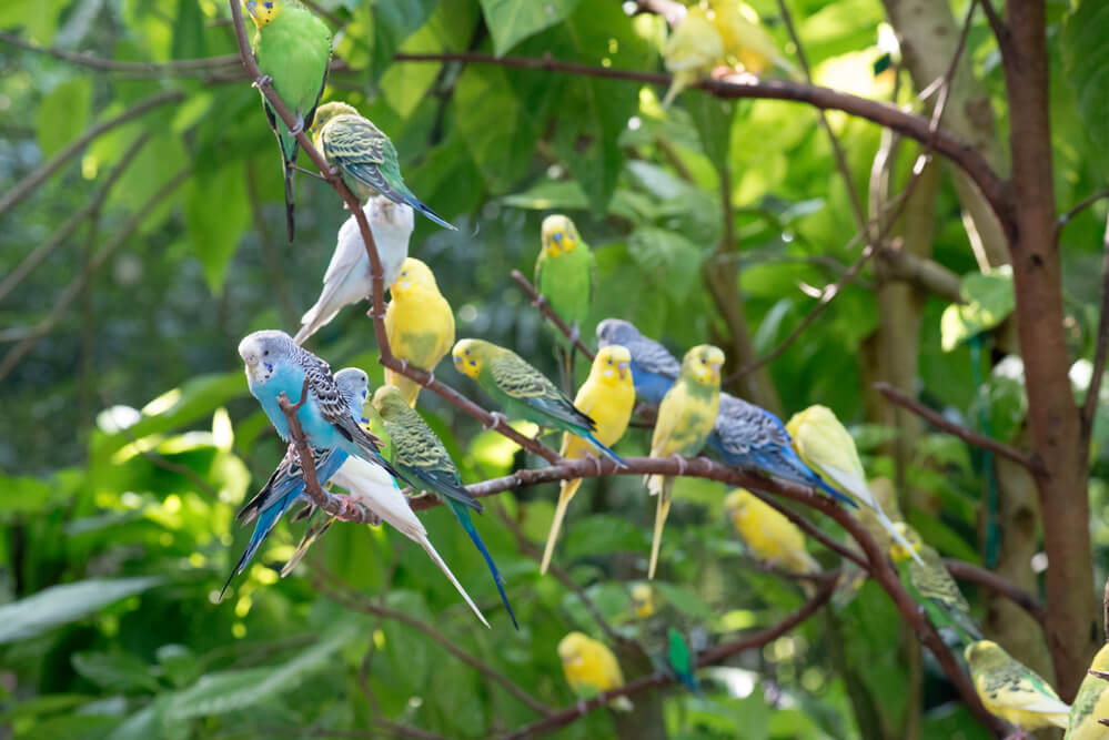 Colorful parakeets resting on tree branch
