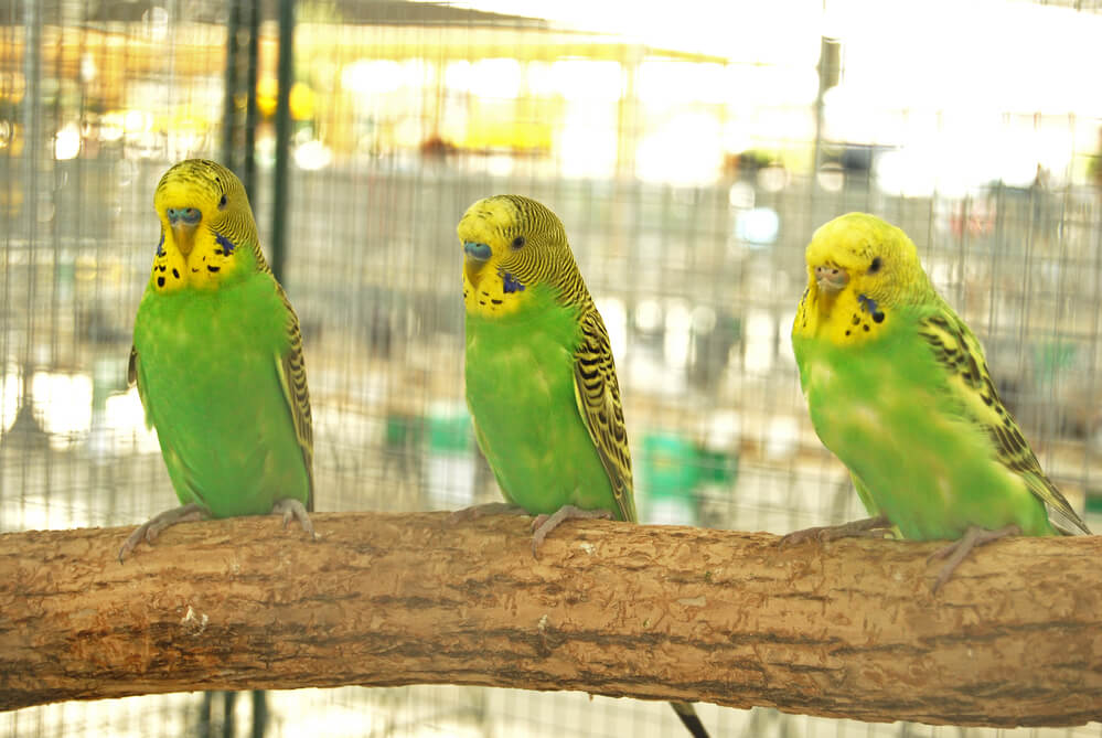 Green Parakeets in Cage
