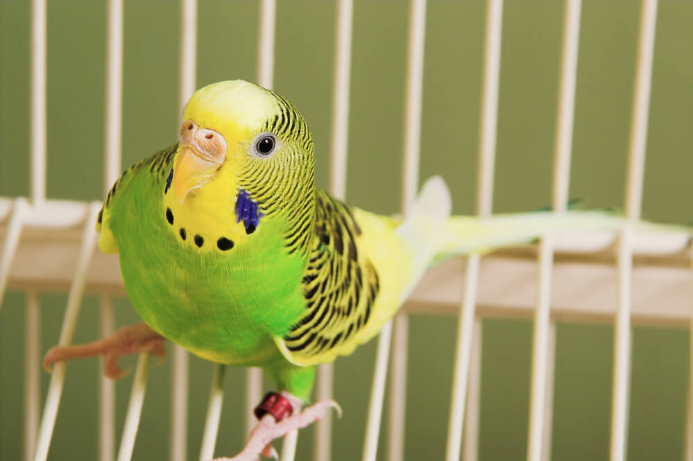 Green Yellow Parakeet