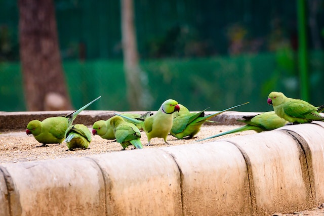 Group Of Green Parakeet