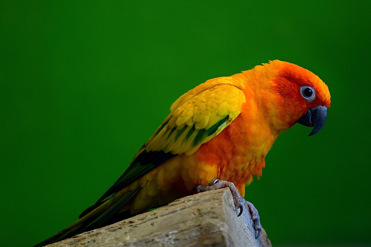 Nature Wildlife Parakeet Colorful Parrot