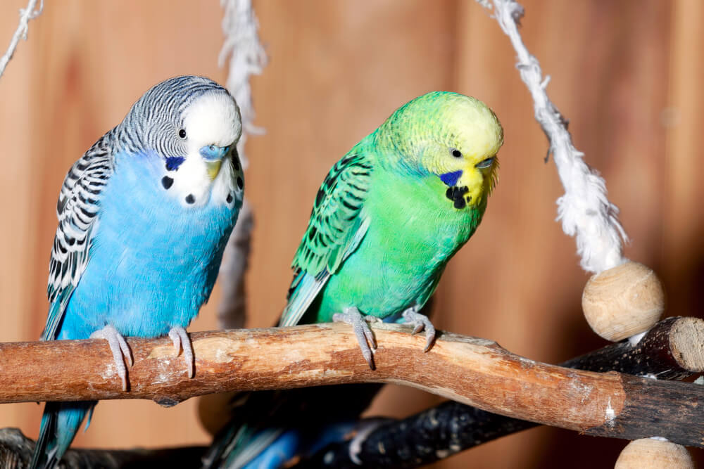 Pair of blue budgerigars