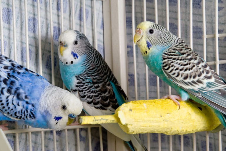 Parakeet Beak Behavior Meaning - Parakeets Craving