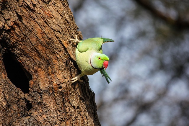 Parakeet Parrot Wildlife Nature
