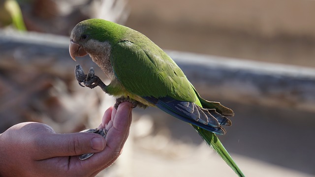Parrot Green The Slender-Billed Parakeet Bird Beak