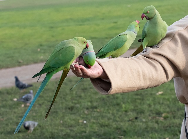 Ring-Necked Parakeet Eating Hand Feeding Parrot