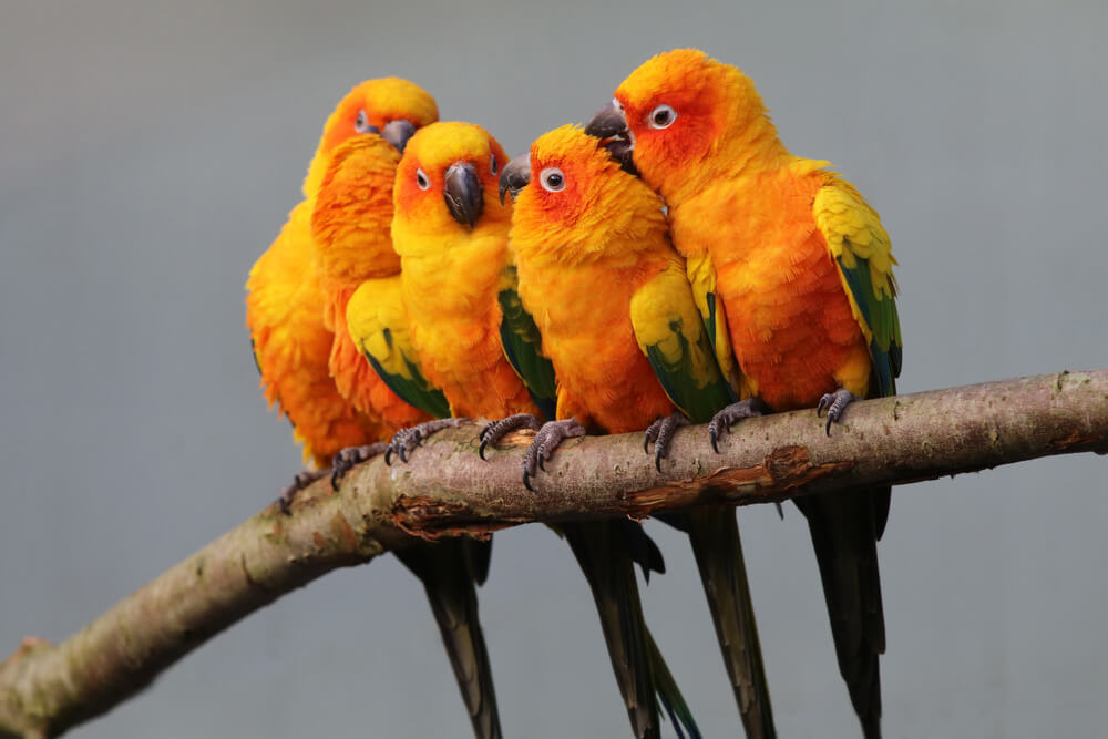 Sun parakeets in wild nature