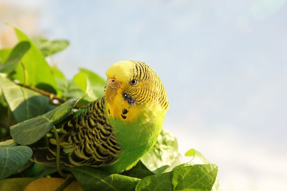 The wavy parrot sits among plants