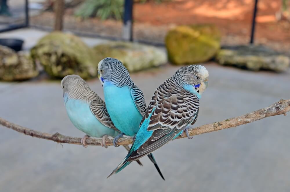 Three Budgies Resting on a Thin Branch
