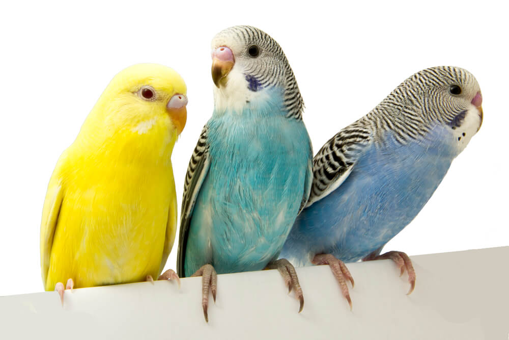 Three birds are on a white background