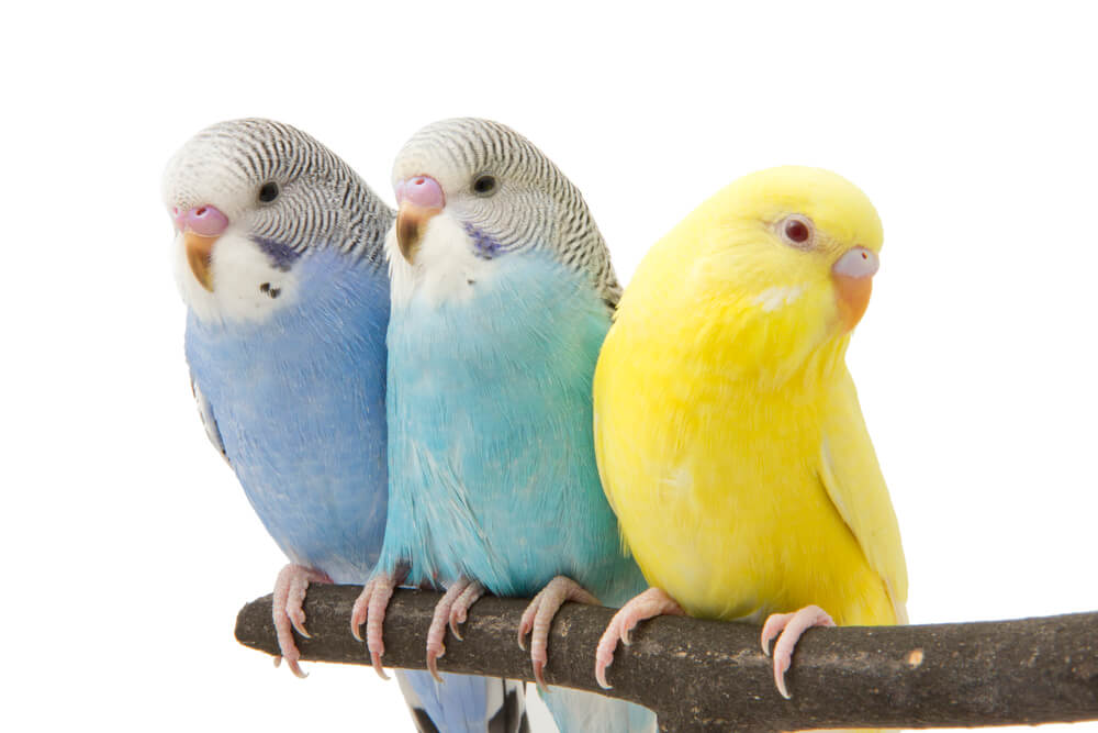 Three budgies are in the roost