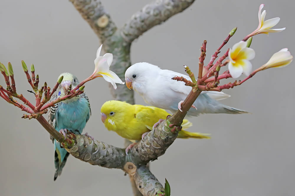 Three parakeets