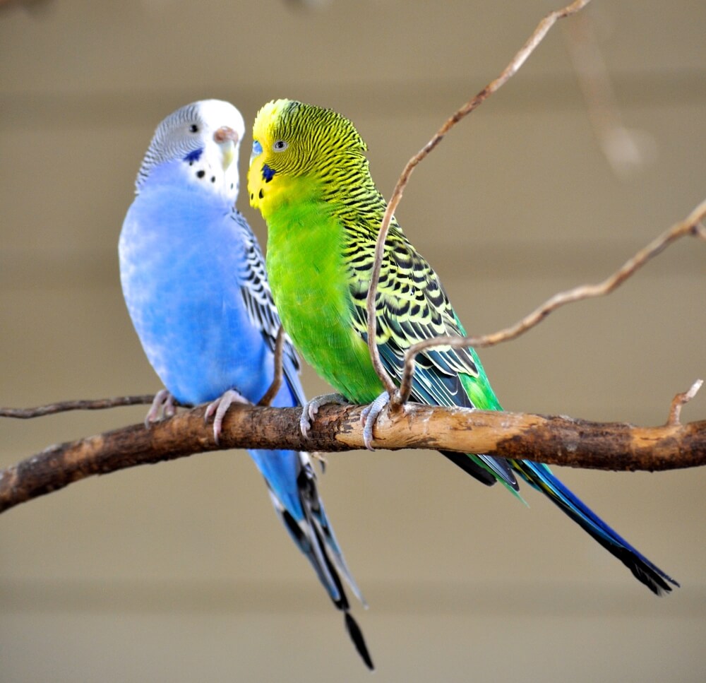 Two Parakeets