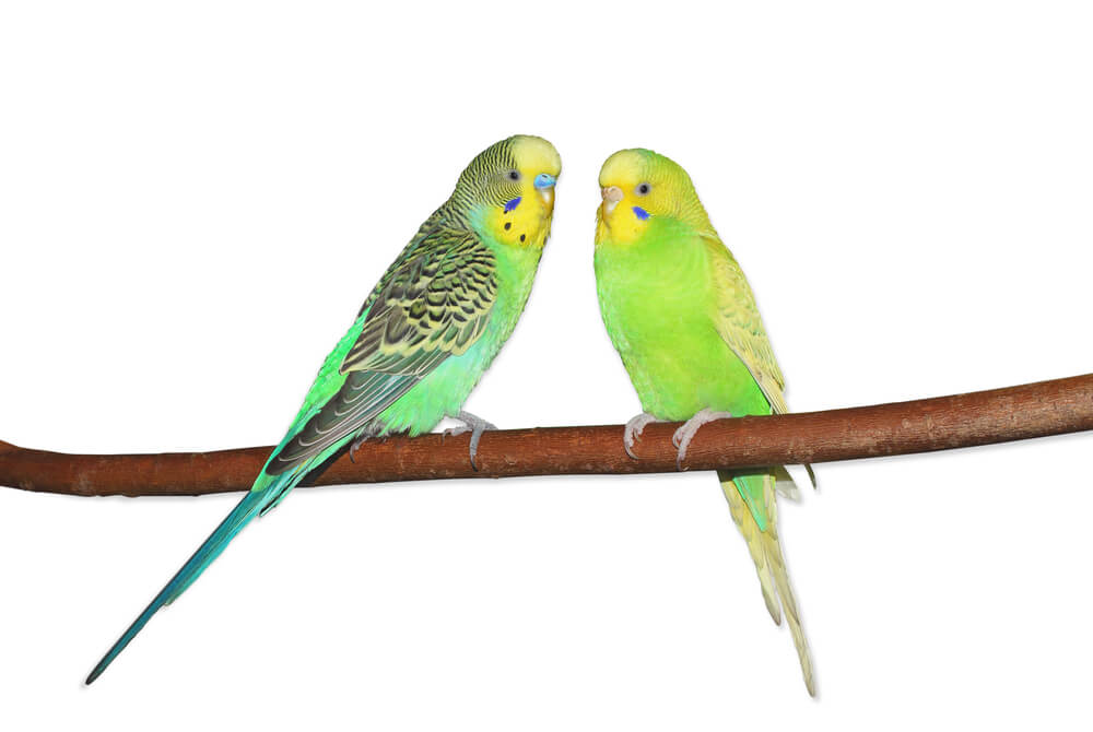 Two bright green budgerigars sitting on the branch