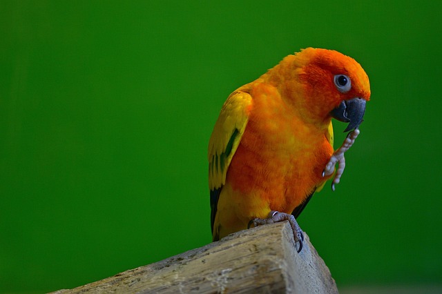 Wildlife Parakeet Bird Plumage Parrot Species Cute